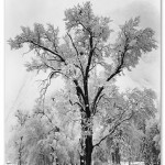 Does all this Snowfall Disprove Climate Change? Does all this Snowfall Disprove Climate Change?
