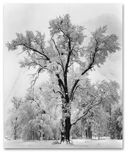 snow tree snow tree